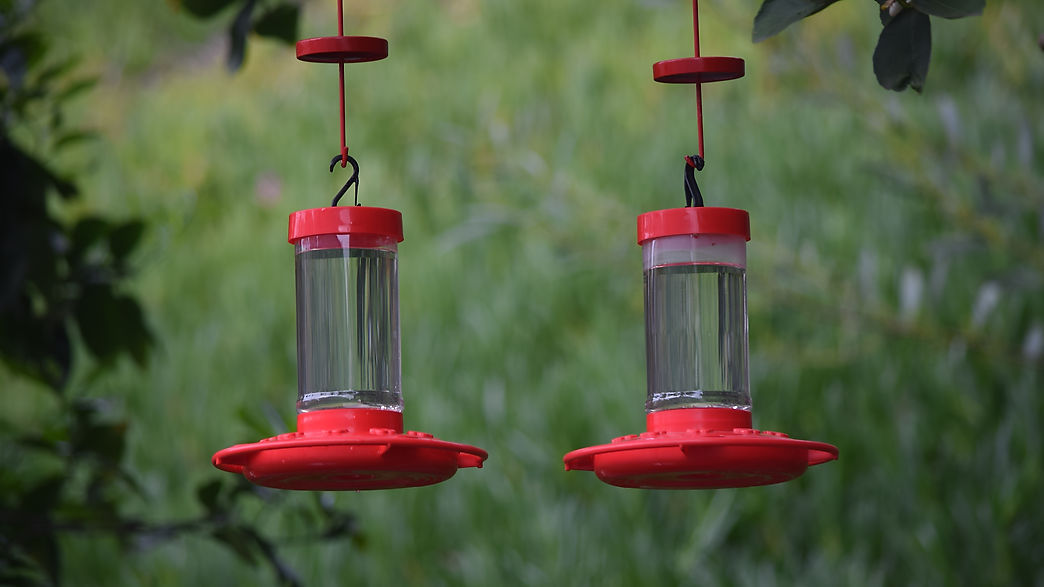 Humminbird feeder - Block the ants!